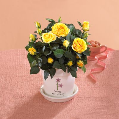 Happy Everything Mini Rose