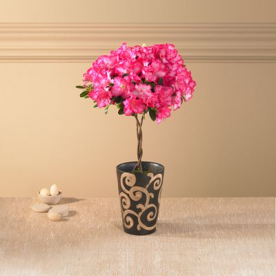 Promising Roads Azalea Topiary