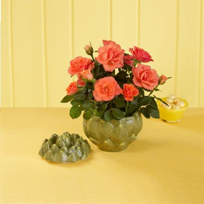 Kitchen Companion Mini Rose Plant