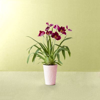 Heart's Warming Orchid Plant