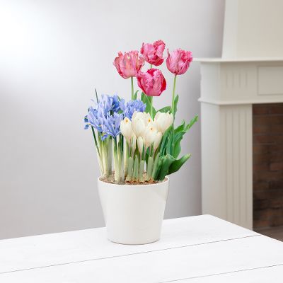 Summer Breezes Bulb Plant