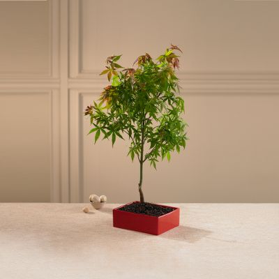 Branching Out Japanese Red Maple Bonsai Tree