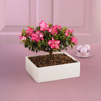 Garden's Royalty Azalea Bonsai