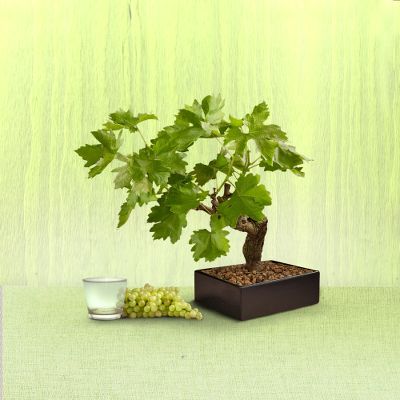 Green & Gorgeous Grape Vine Bonsai