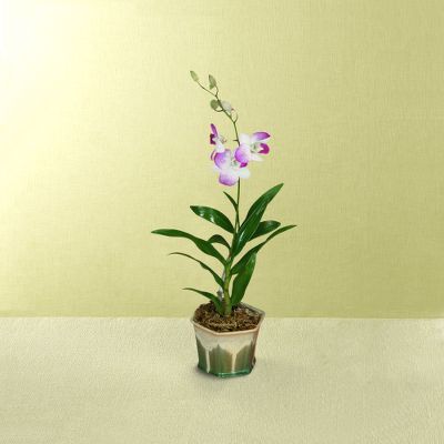 Whispered Breeze Orchid Plant