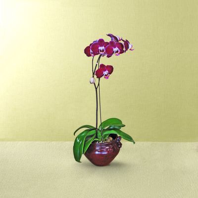 Deep Waters Orchid Plant