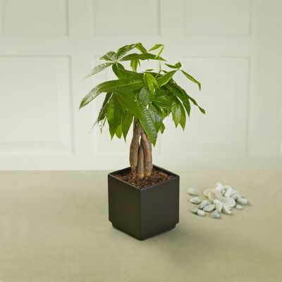 Get Lucky! Money Tree Plant
