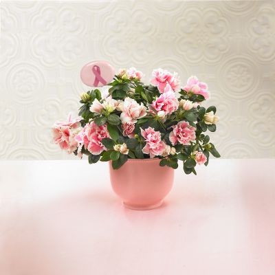 Joined in a Journey Azalea Plant