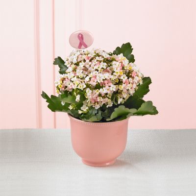 Limitless Possibilities Kalanchoe Plant