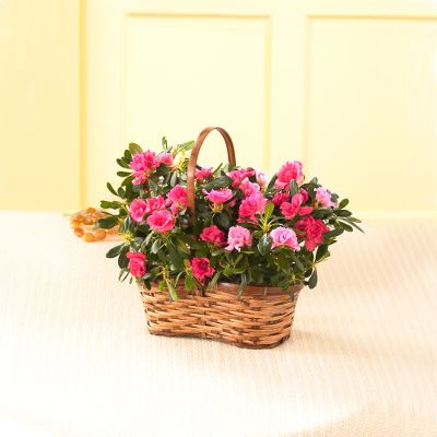 Double Azalea in Wicker Basket