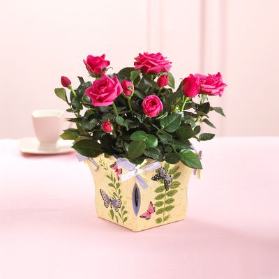 Butterfly Kisses Mini Rose Plant