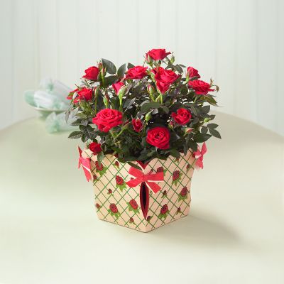 It's Raining Roses Mini Rose Plant