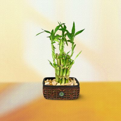 Lucky Bamboo Zen Garden Planter