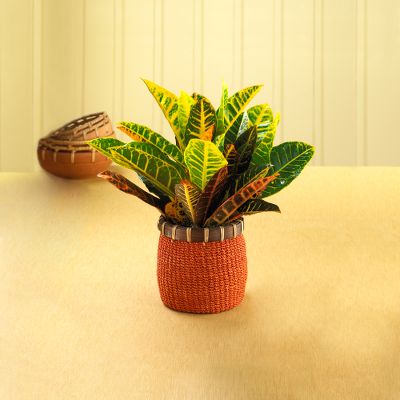 Vividly Vibrant Croton Plant