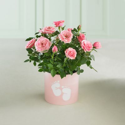 So Sweet Baby Feet Mini Rose Plant - Girl