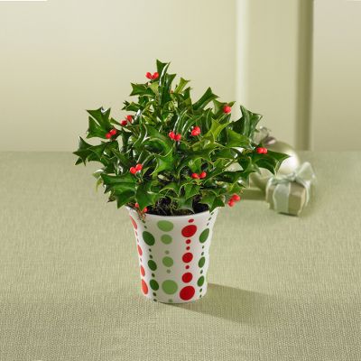 'Tis the Season Holiday Holly Plant