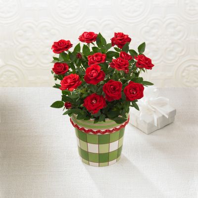 Jingle All the Way Mini Rose