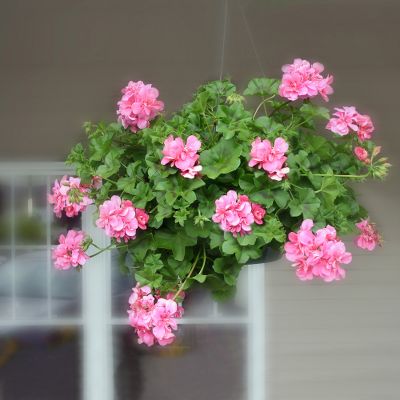 Porch Pretty Pink Geranium Plant