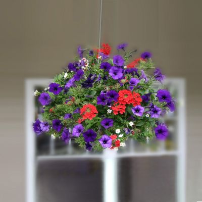 Summer Greetings Hanging Plant