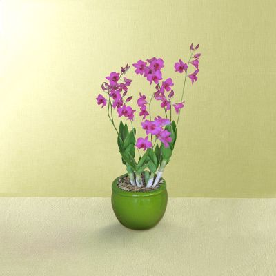 Star Wishes Orchid Plant