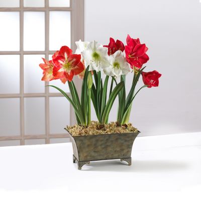 Vibrant Assorted Amaryllis