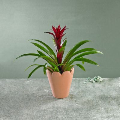 Fuschia Fire Bromeliad Plant