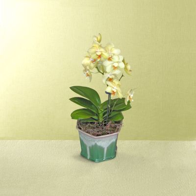 Blue Sky Smiles Orchid Plant