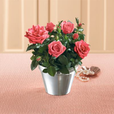 Beautiful Mini Rose
