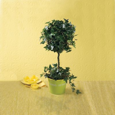 Fresh Greens Ivy Topiary