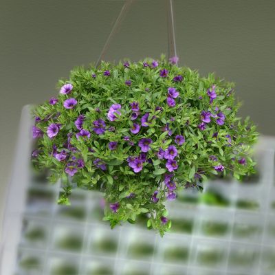 Purple Profusion Million Bells Plant