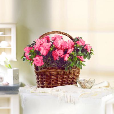 Hope's Sweetness Azalea Basket