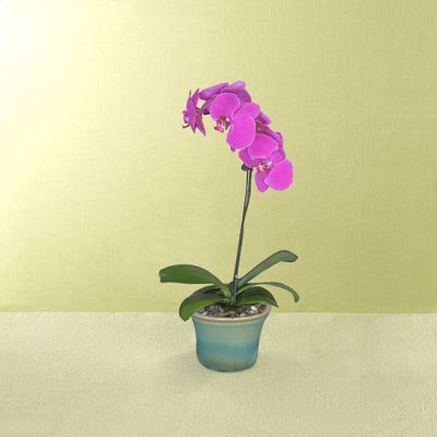 Sun's Wish Orchid Plant