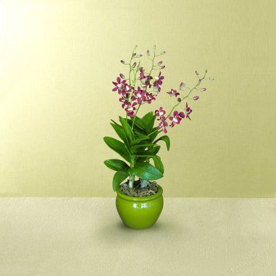 Honesty's Spark Orchid Plant