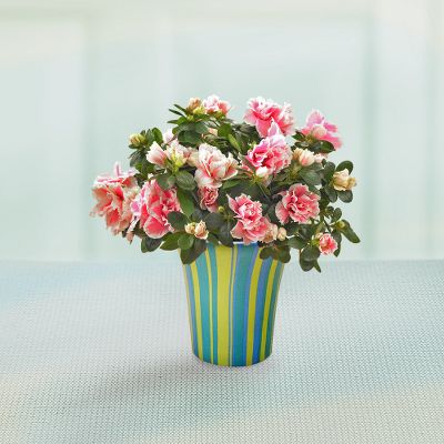 Passion of Summer Azalea Plant