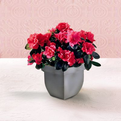 Candied Kisses Mini Rose Plant