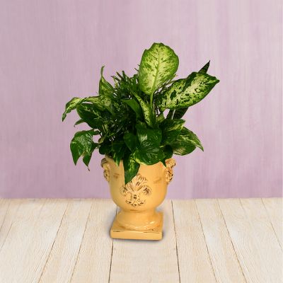 French Fancy Garden Planter