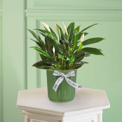 Todd Oldham Calla Lily Cool