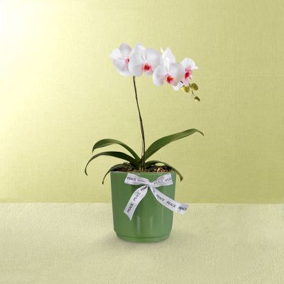 Peace to You Orchid Plant