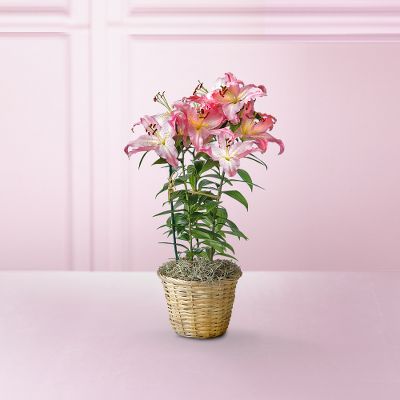 New Tomorrows Lily Plant