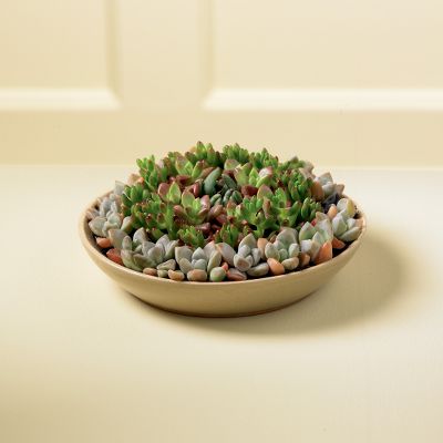 'Round & 'Round We Go Succulent Garden