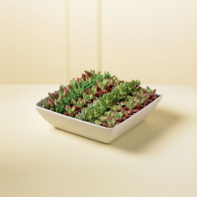 Nature's  Wonder Succulent Garden