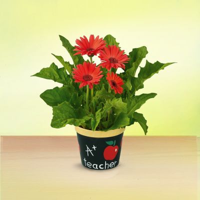 School Days Gerbera Daisy Plant