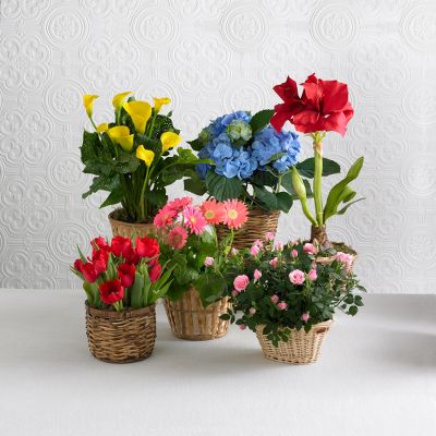 Monthly Blooming Plant Program