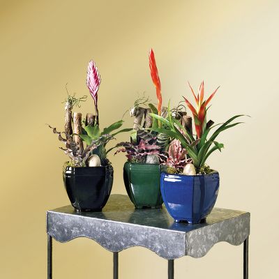 Island Vision Bromeliad Dish Garden