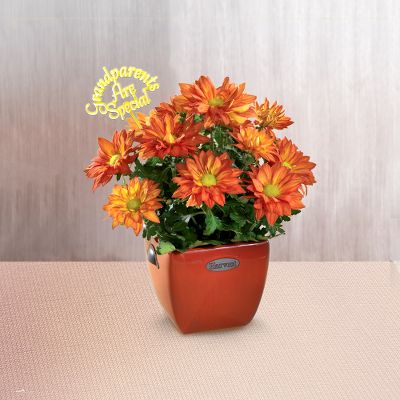 Harvest Heritage Grandparent's Day Fall Mum Plant