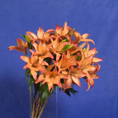 Vera Wang Lilies