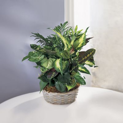 The FTD&reg; Woodland Greens? Assortment