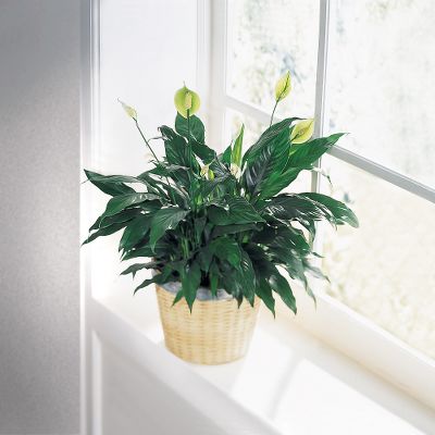The FTD&reg; Peace & Serenity Planter