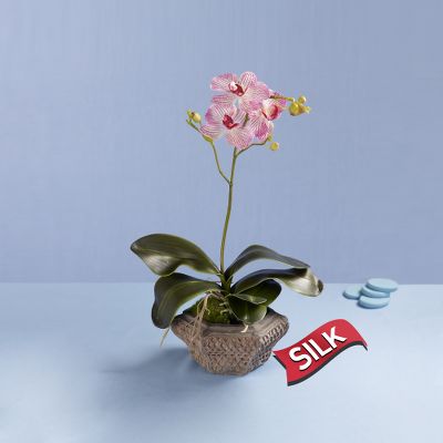 Cool Breezes Silk Orchid