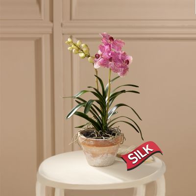 Impressive Elegance Silk Orchid Plant